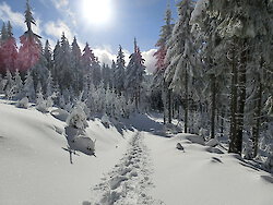 Spuren im Schnee - ein Wintertraum